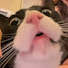 nv0pBPq5Qqg-channel-avatar-tulipgumbear