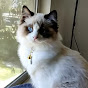 Kirby the Ragdoll Cat - @KirbytheRagdollCat YouTube Profile Photo
