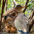 vn15viU1J2A-channel-avatar-Bird Of Nest