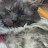 @Lemoncat2.0