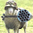 LOOOVE 美歌者 X 穿軍裝的羊 🐏