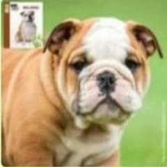 Dog Lover 