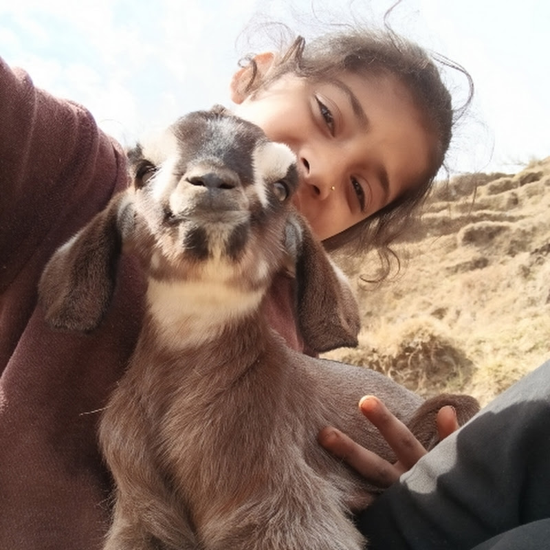 🍀गांव जंगल और जीवन🌾