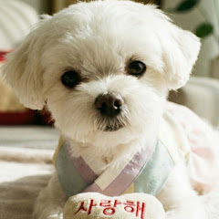 말티즈두부는귀여워