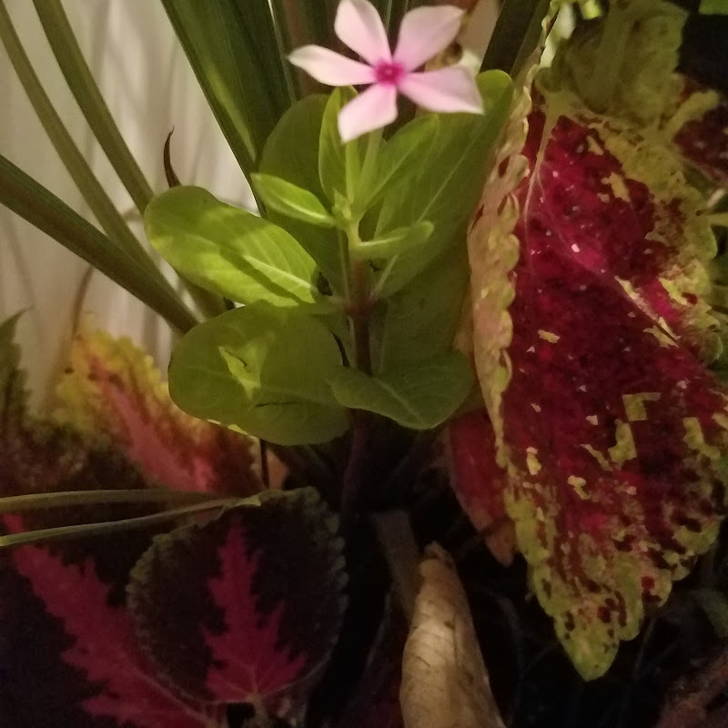 Garden  Fruitions
