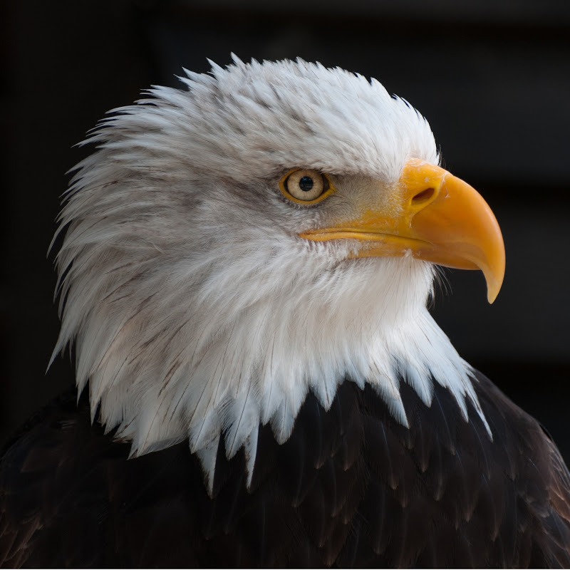 The American Word