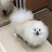 @mylovelypets2024