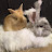 @sunglowwolf-7917 Avatar