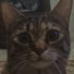 SVl8JGTXF0Q-channel-avatar-Foxy