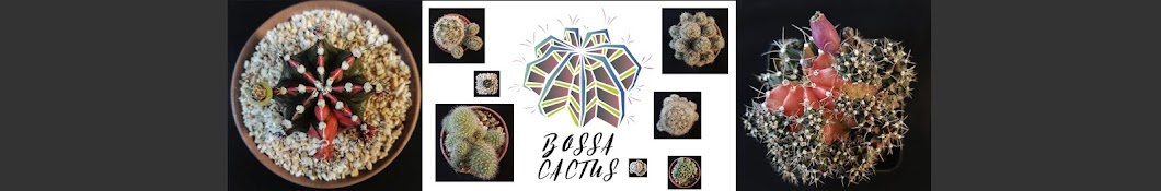 Bossa Cactus : à¸¨à¸¹à¸™à¸¢à¹Œà¹€à¸£à¸µà¸¢à¸™à¸£à¸¹à¹‰à¹€à¸£à¸·à¹ˆà¸­à¸‡à¹à¸„à¸„à¸•à¸±à¸ªà¹à¸¥à¸°à¹„à¸¡à¹‰à¸­à¸§à¸šà¸™à¹‰à¹à¸ Avatar de canal de YouTube