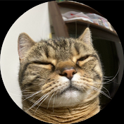 Stanza del gatto猫の部屋Cat's Room