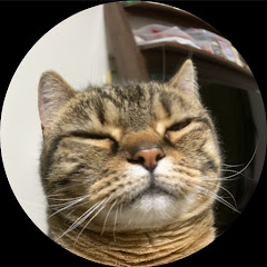 Stanza del gatto猫の部屋Cat's Room