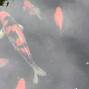 Veteran koi garden