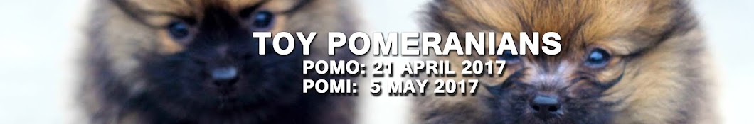 Pomo & Pomi ( Pomeranian ) Avatar canale YouTube 