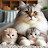 Cute cats