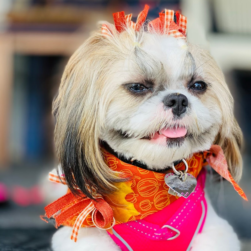 Juliette The Shih Tzu