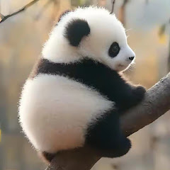 CutePet 24hアイコン画像