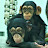 類人猿研究所 Great Apes Zoo 