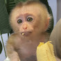 Monkey Baby logo