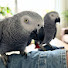 gs4uNXofOPU-channel-avatar-Alex and Kiki