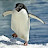@penguinsarereal