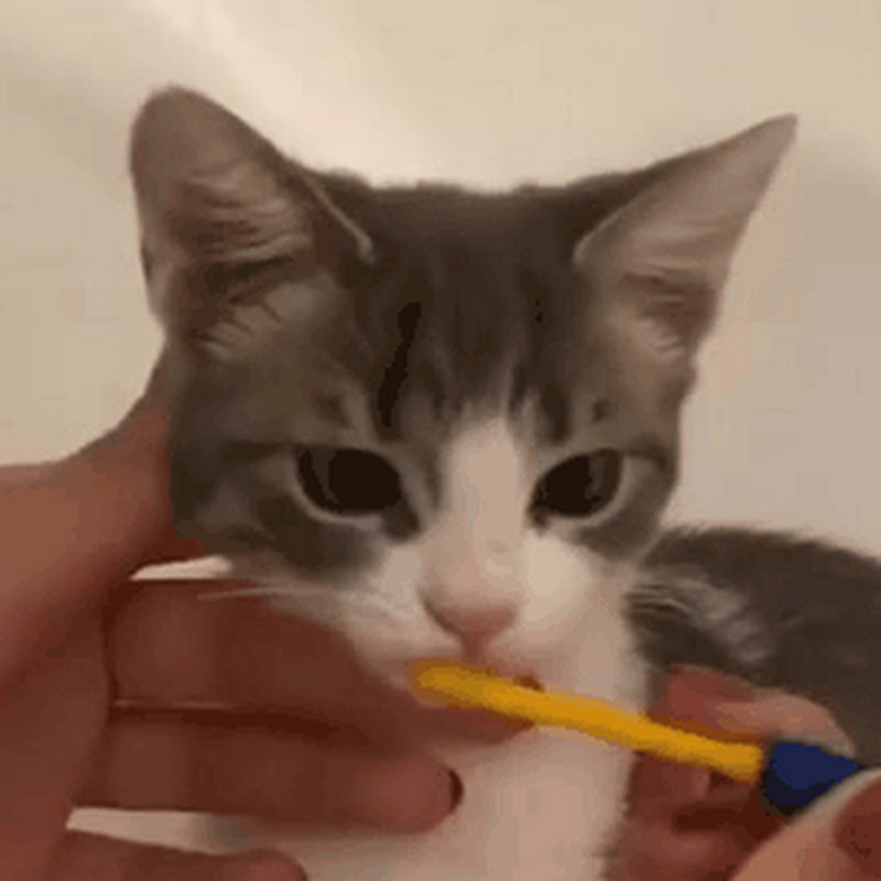 rhythm cat @mrow | Thizzler