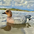 ey4F7Nk8SUM-channel-avatar-Cumbrian Wildfowler