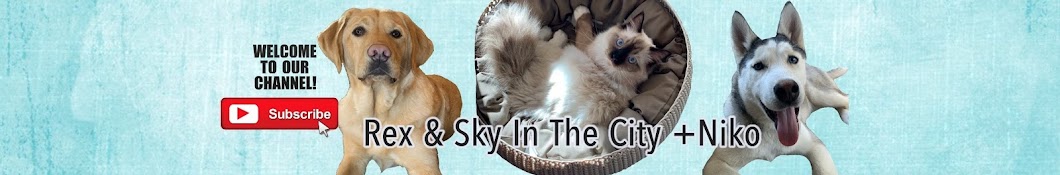 Rex and Sky In the City رمز قناة اليوتيوب