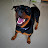 Maggie the rottweiler