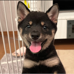 豆柴ささみの成長日記