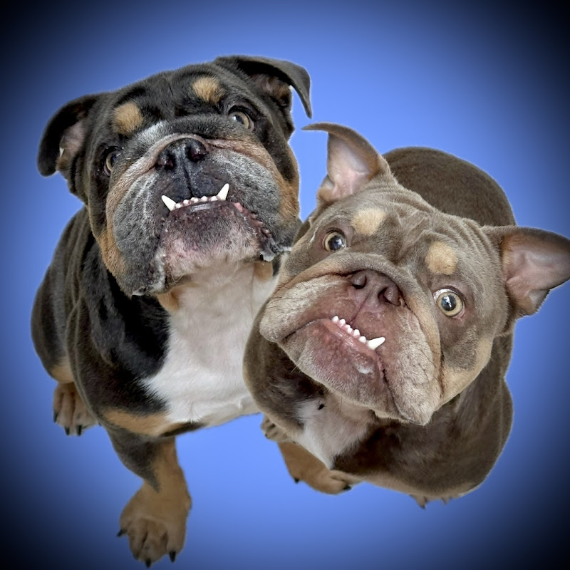 Franki & Freddi The Bullies