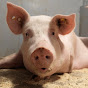 Boo pig Farms