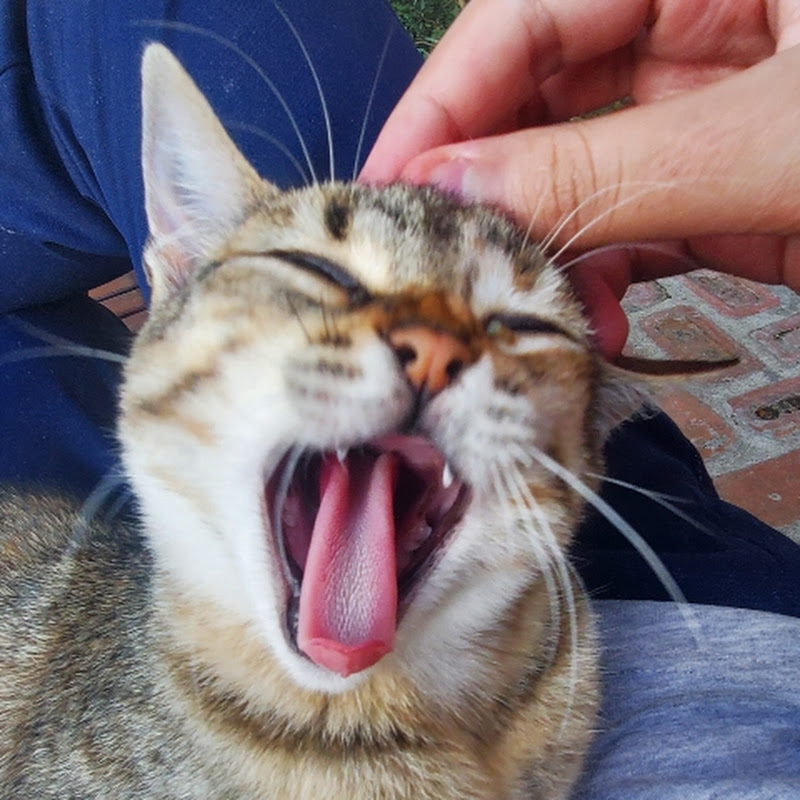 jojomydojo