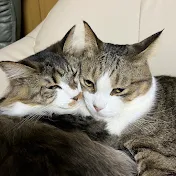 猫ママ