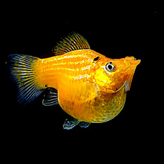 Fish4Ever