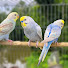 FJEiUsqZL3g-channel-avatar-Ayesha Birds TV