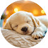 bdXGk7vCBT8-channel-avatar-Cozy Dog Melody