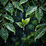 nMaCRu6uoQ4-channel-avatar-Rain Sound Native