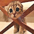 k_zuK1-UOJU-channel-avatar-PET Luka