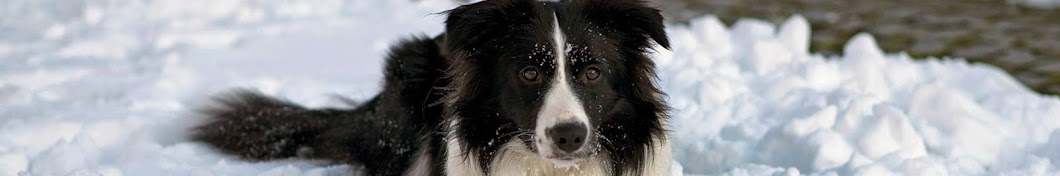 Happy the Border Collie Аватар канала YouTube