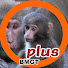 zQEcNffcKSc-channel-avatar-Baby Monkey Got Talent plus and Baby Monkey Got Talent
