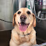 VA3oxxbyrs0-channel-avatar-Go Fetch Grooming
