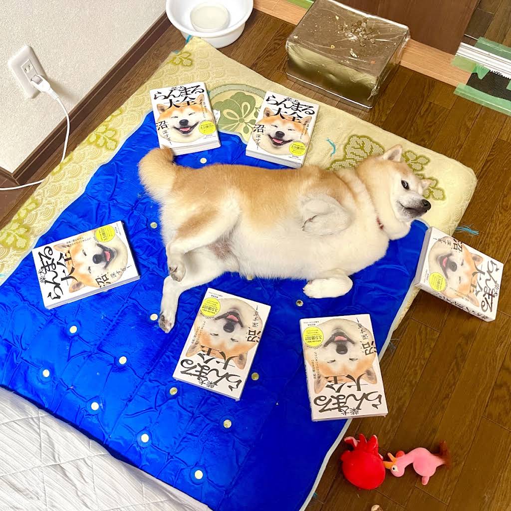 SHIBA DOG RANMARU - YouTube