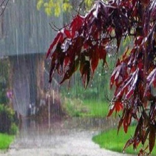RAIN NATURAL