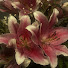 _HzG_RD2YYg-channel-avatar-Aura screens🌸