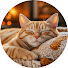 GIqX-rzILGo-channel-avatar-Peaceful Cat Haven