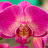 From the life of Orchids