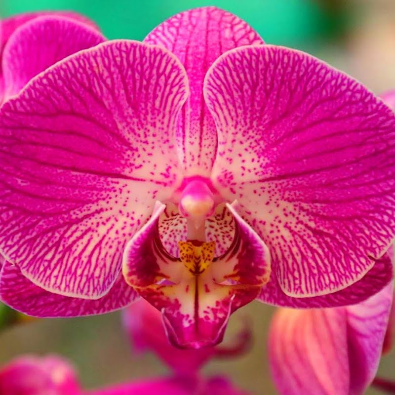 Из жизни Орхидей