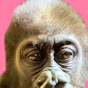 Something About Gorillas ゴリラっぱTV Avatar