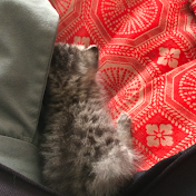 ちゃあちゃん